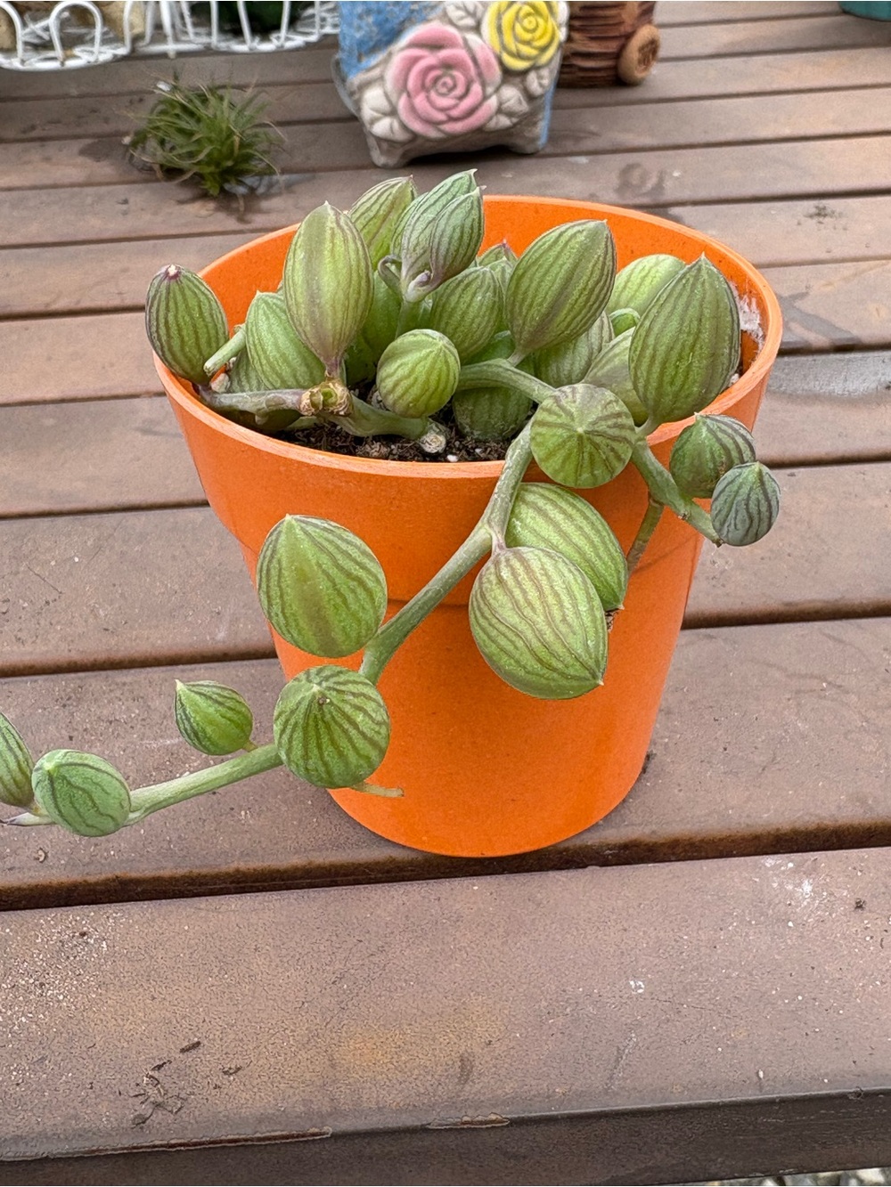 String Of Watermelons - Picture 2 of 3